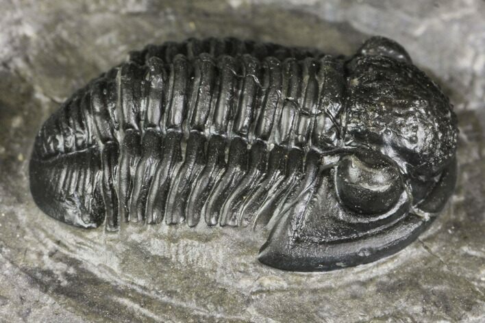 Detailed Gerastos Trilobite Fossil - Morocco #141677